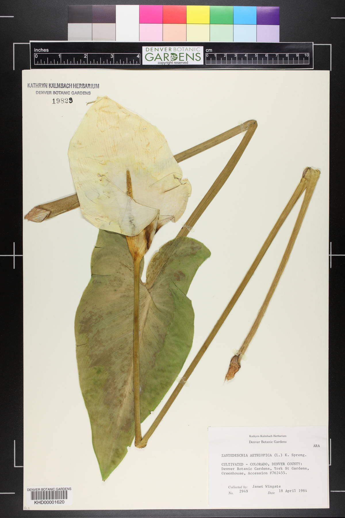 Zantedeschia aethiopica image