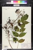 Aralia spinosa image