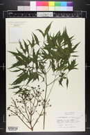 Polyscias filicifolia image