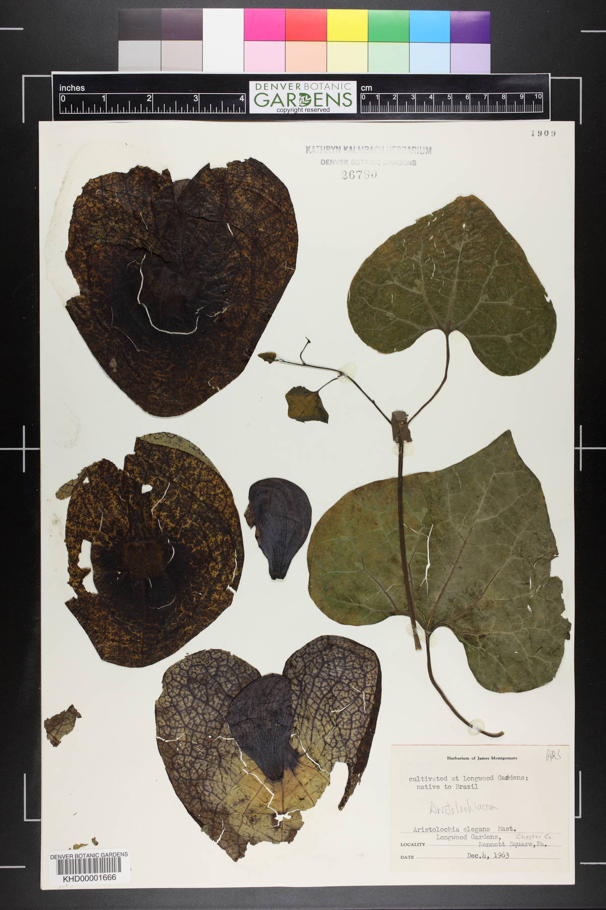 Aristolochia littoralis image