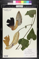 Aristolochia grandiflora image