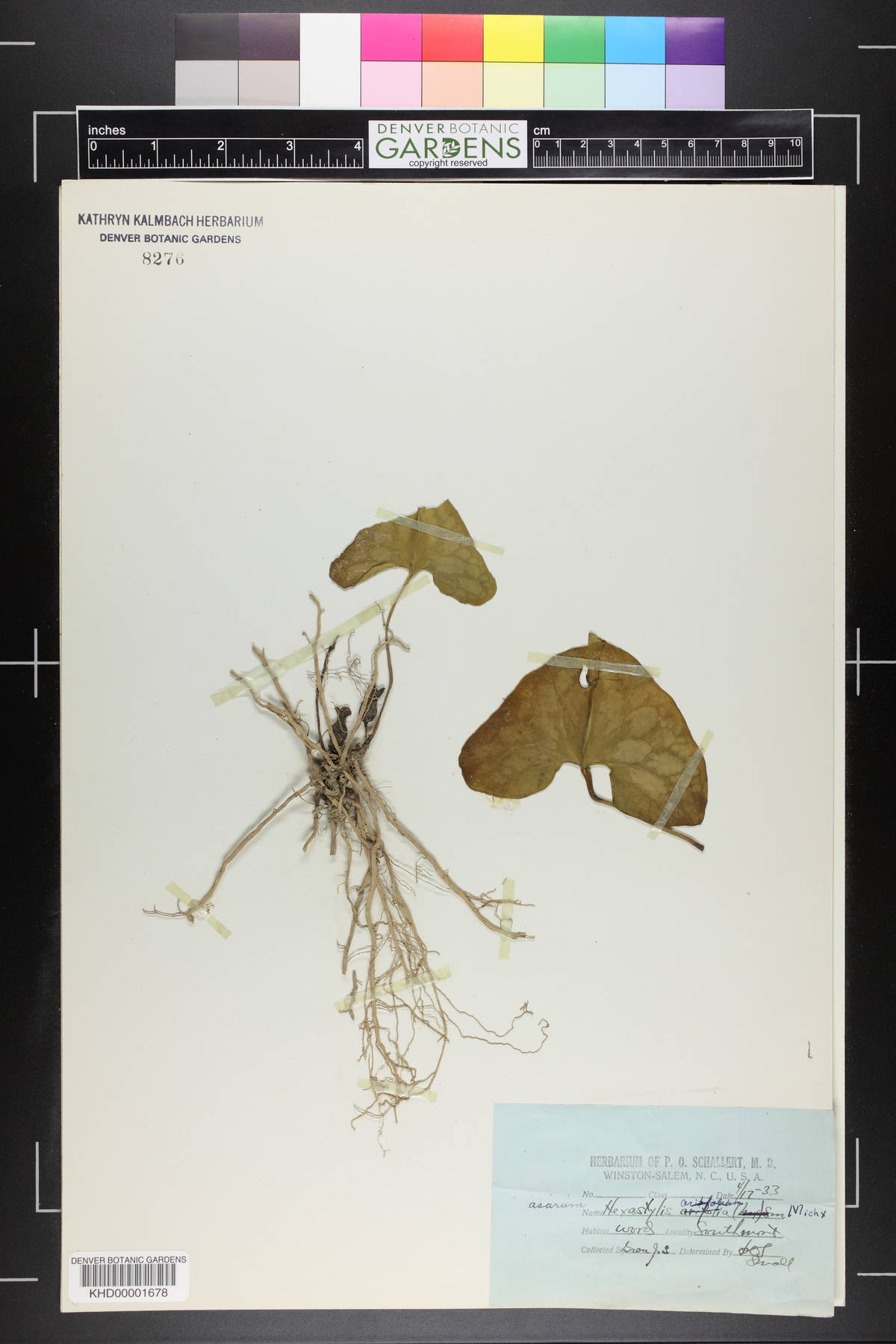 Hexastylis arifolia image