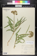 Asclepias asperula image