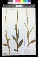 Platanthera purpurascens image