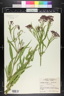 Asclepias incarnata image