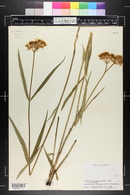 Asclepias lanceolata image