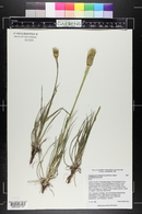 Tragopogon dubius image