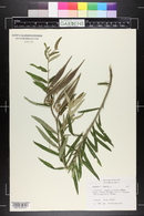 Asclepias tuberosa image