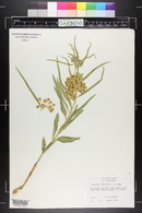 Asclepias labriformis image