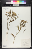 Asclepias perennis image