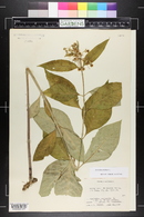 Asclepias exaltata image