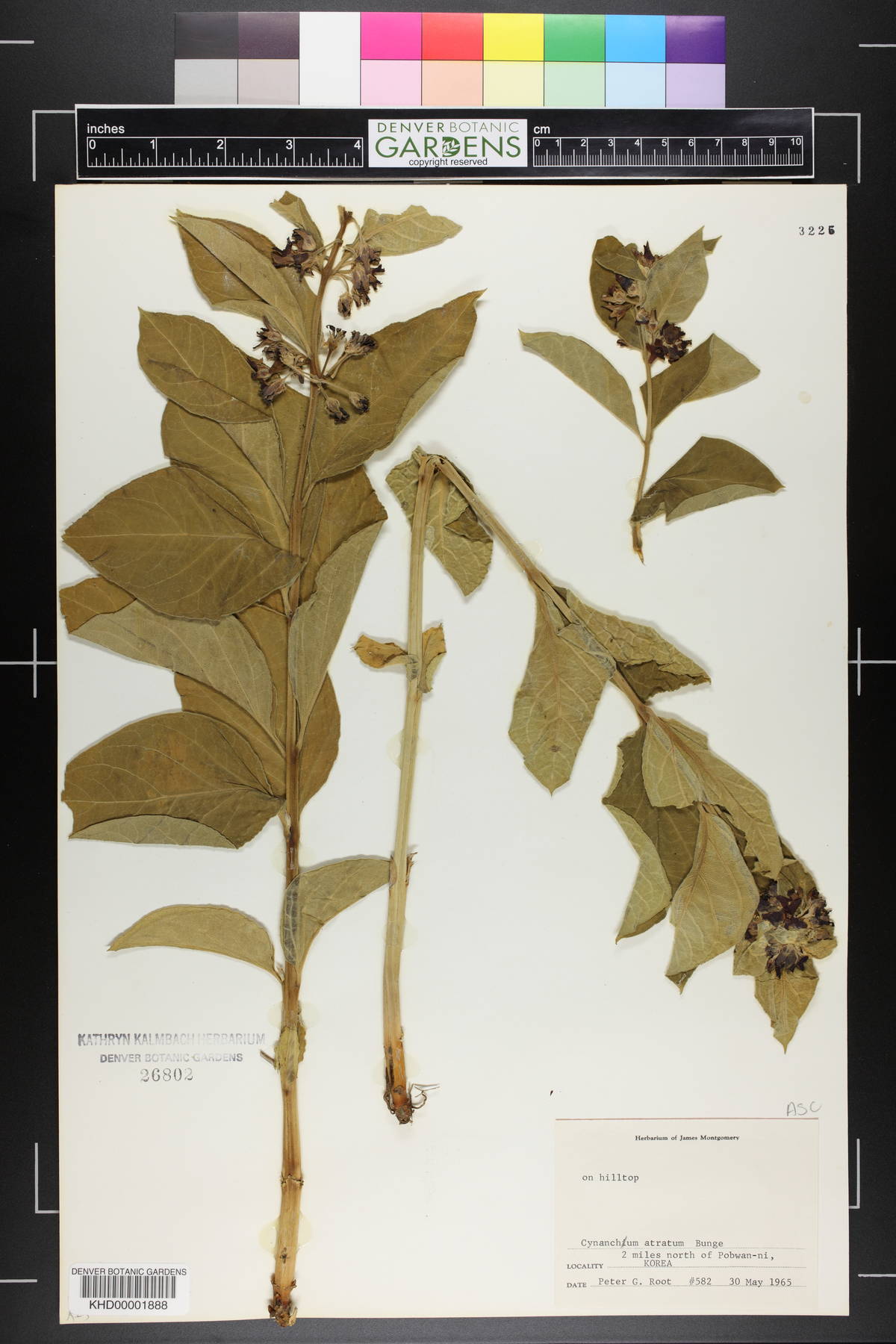 Cynanchum atratum image