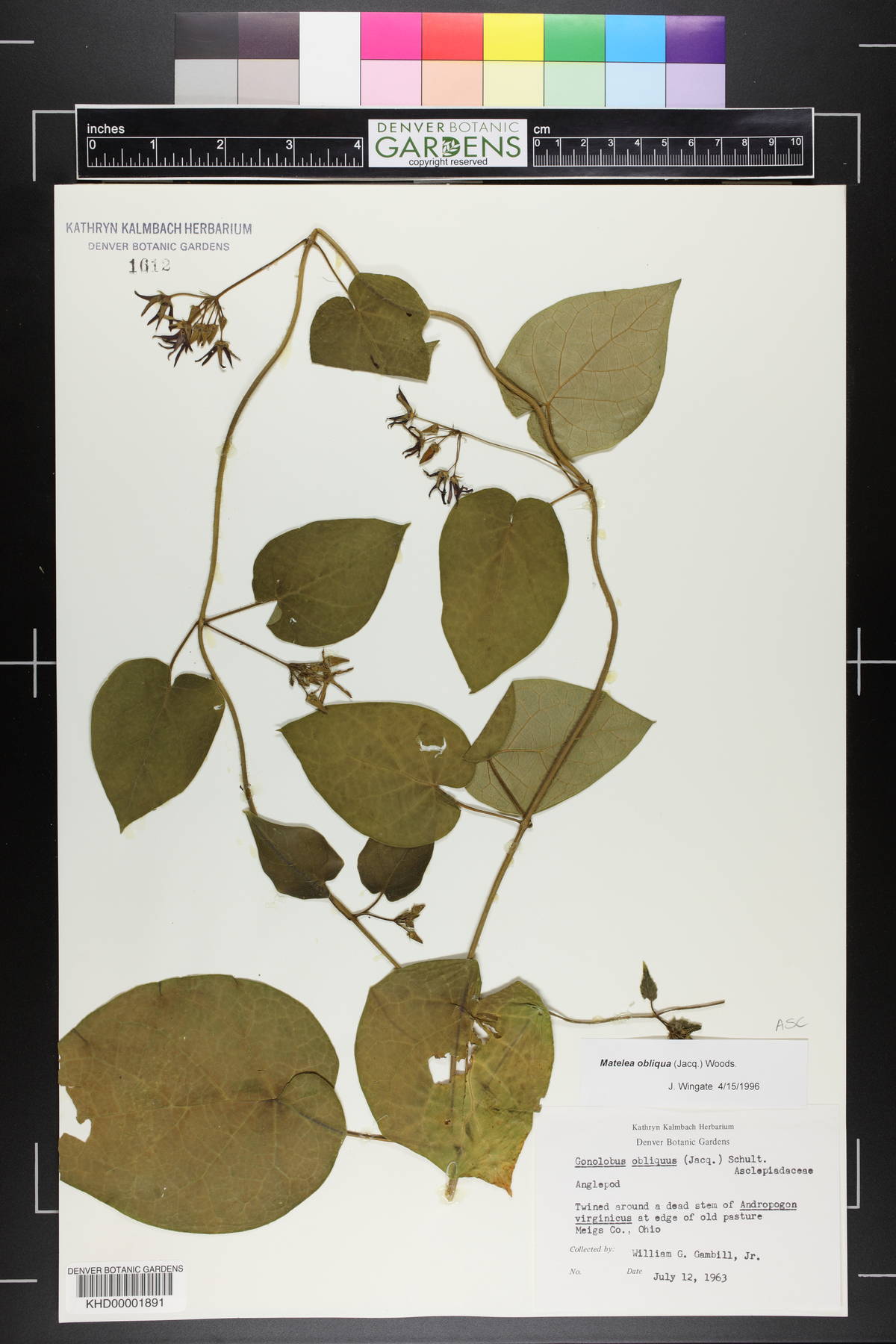 Odontostephana image