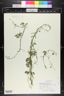 Funastrum heterophyllum image