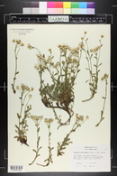 Achillea ageratifolia image