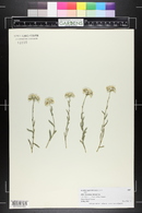 Achillea ageratifolia image
