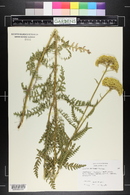 Achillea filipendulina image