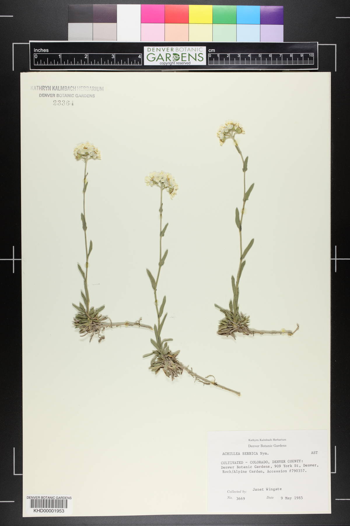 Achillea ageratifolia subsp. serbica image