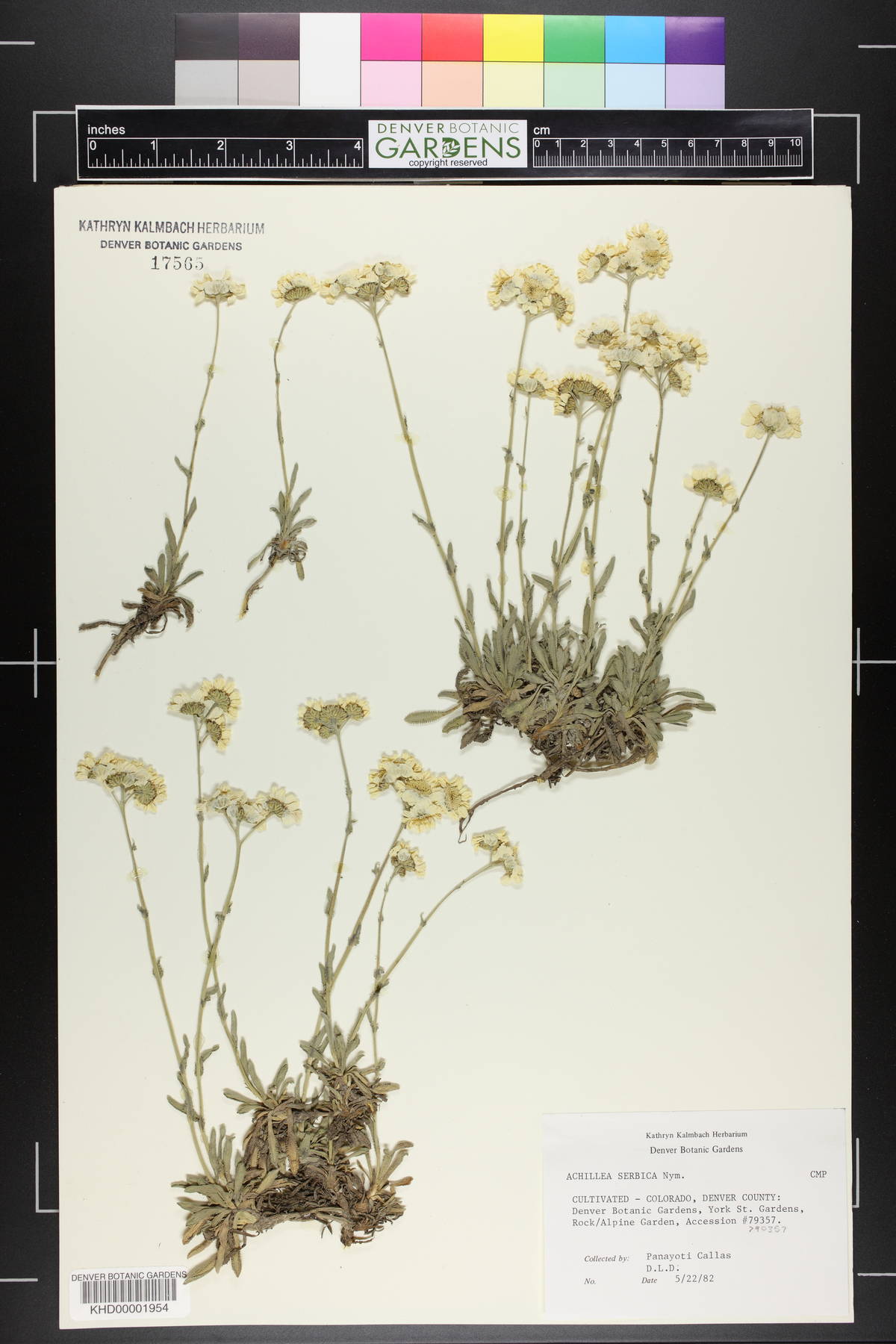 Achillea ageratifolia image