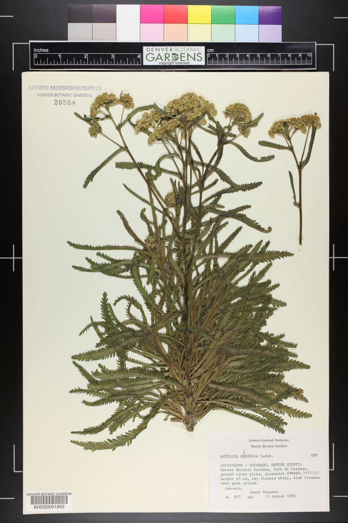 Achillea ageratifolia subsp. serbica image