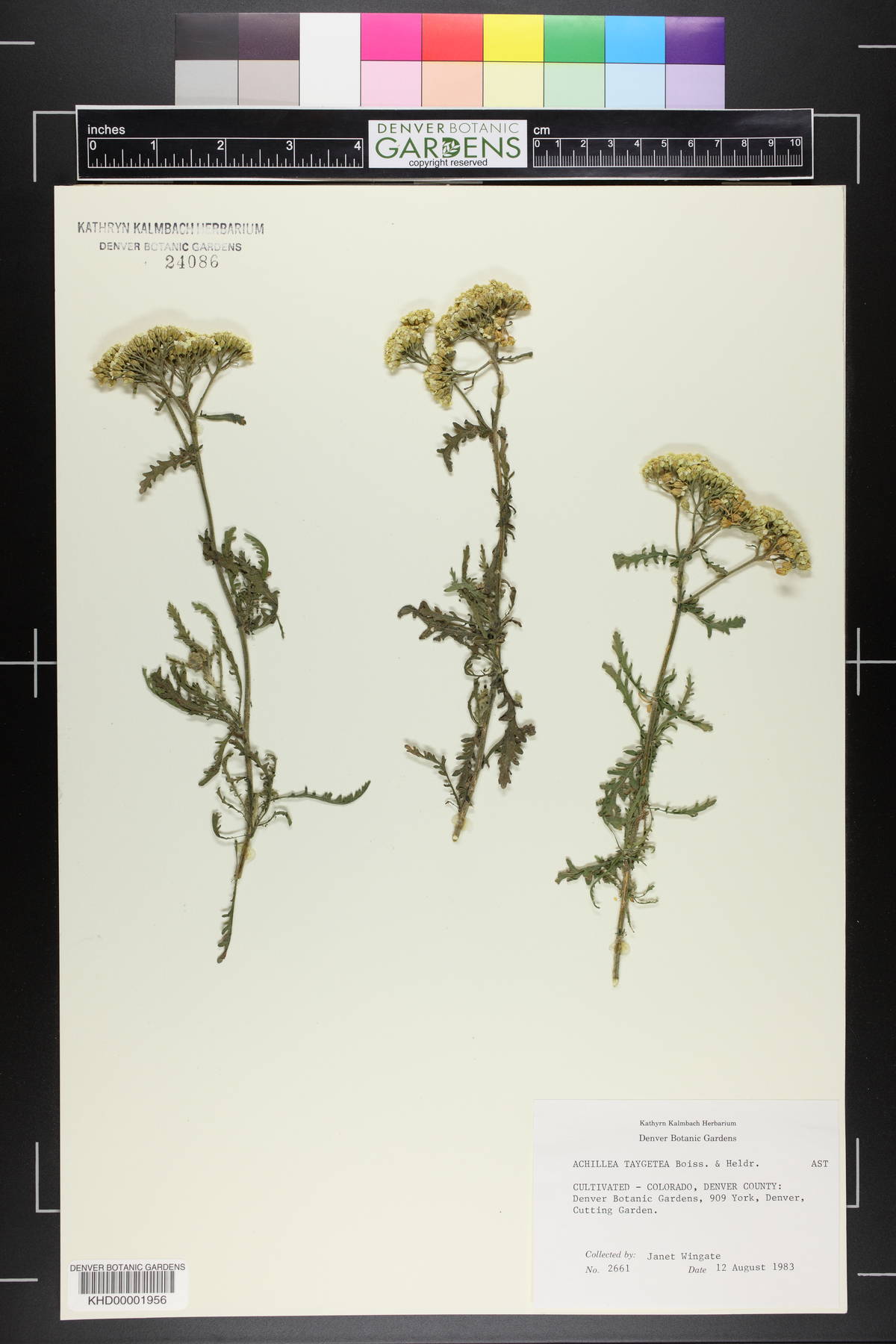 Achillea taygetea image