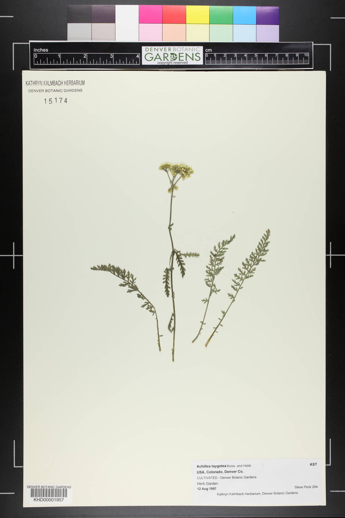 Achillea taygetea image