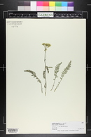 Achillea taygetea image