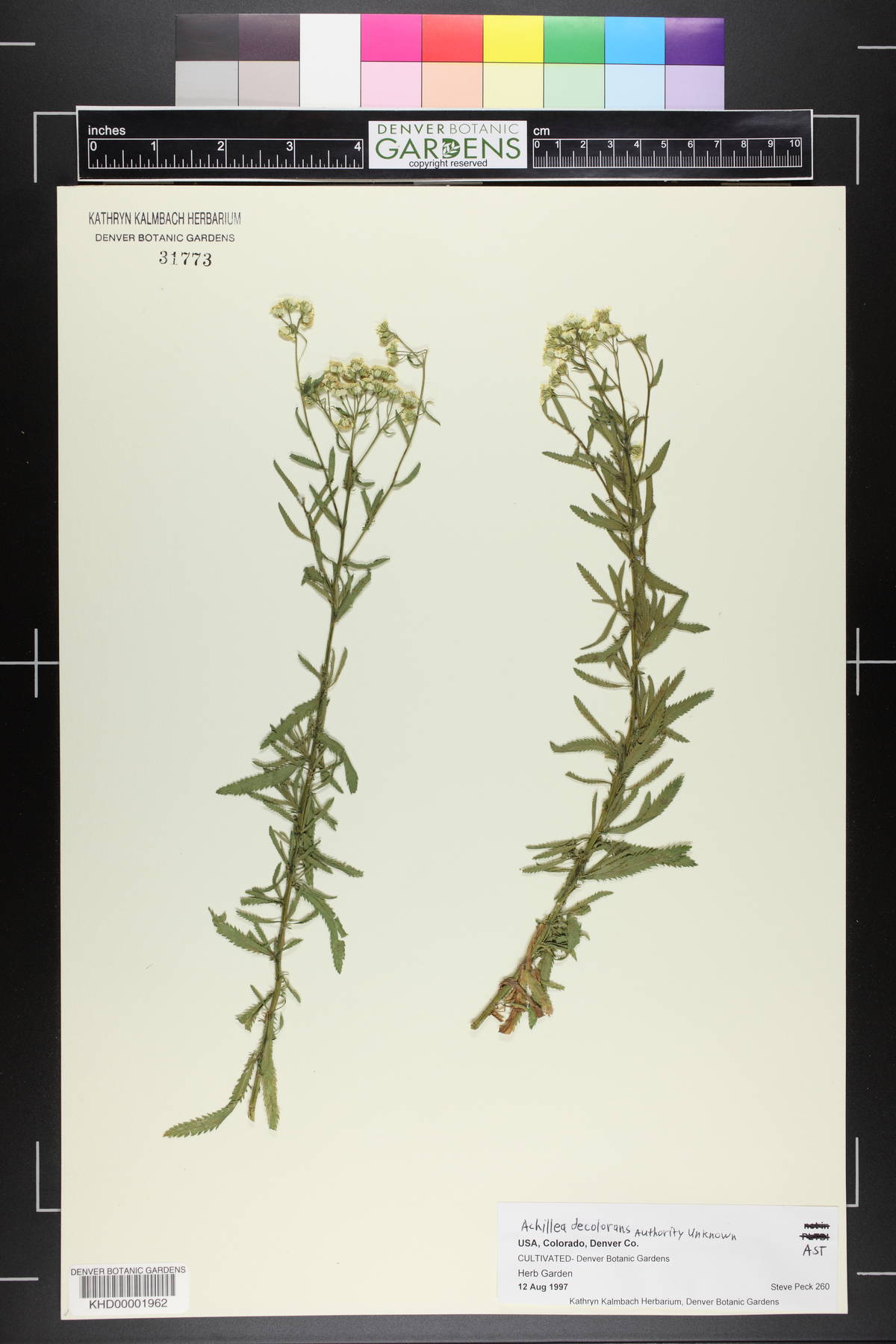 Achillea decolorans image