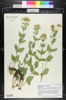 Ageratina herbacea image