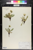 Agoseris glauca image