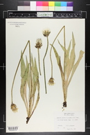 Agoseris glauca image