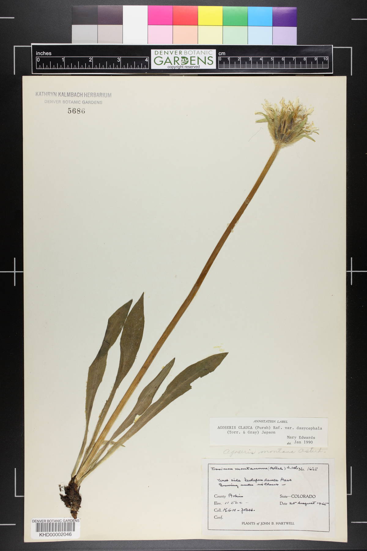 Agoseris glauca var. dasycephala image