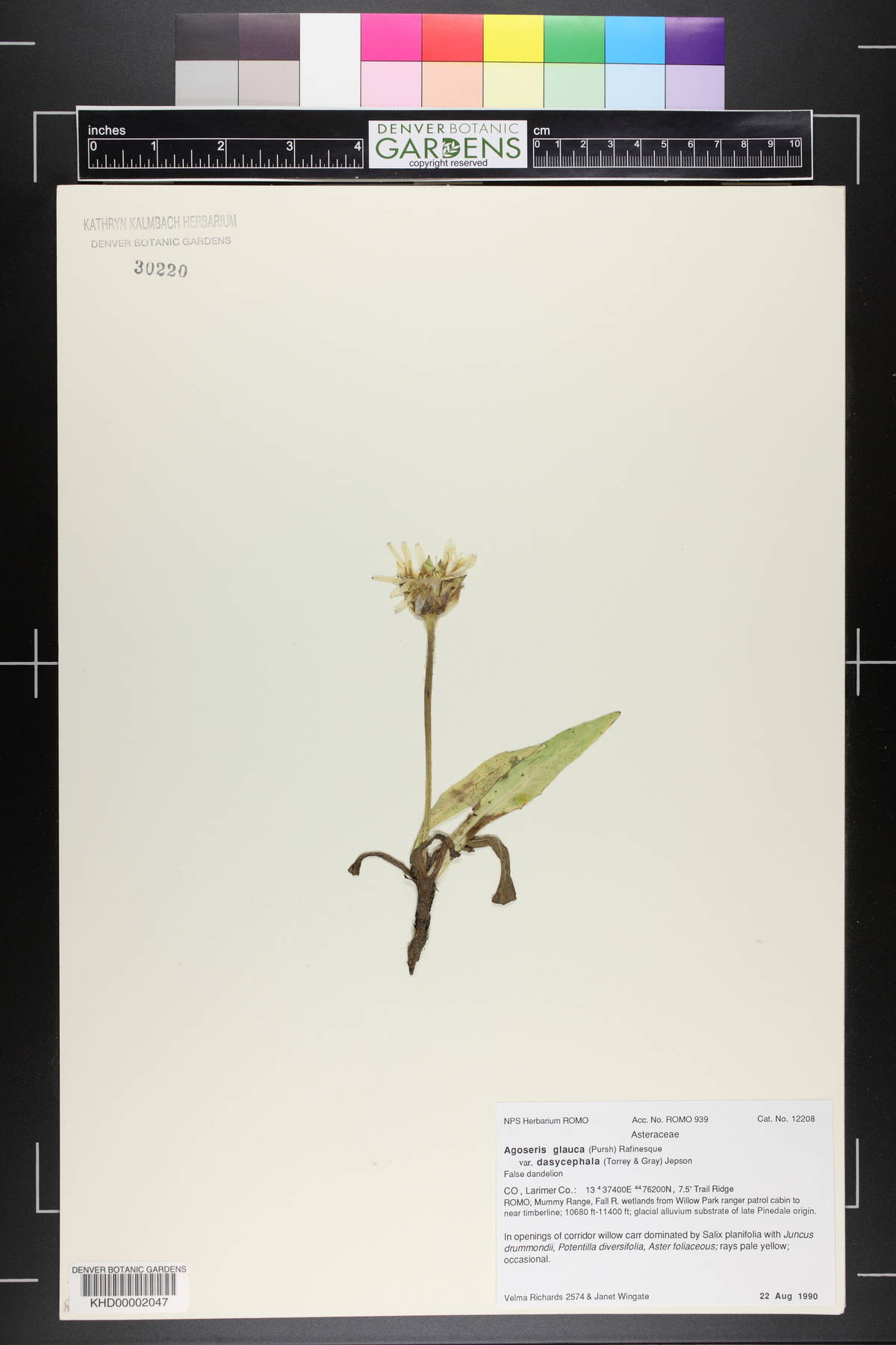 Agoseris glauca var. dasycephala image