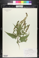 Ambrosia ambrosioides image