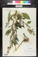 Cyclachaena xanthiifolia image