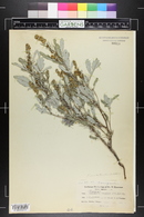Ambrosia grayi image
