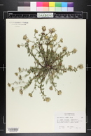 Anacyclus pyrethrum image