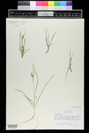 Carex aurea image