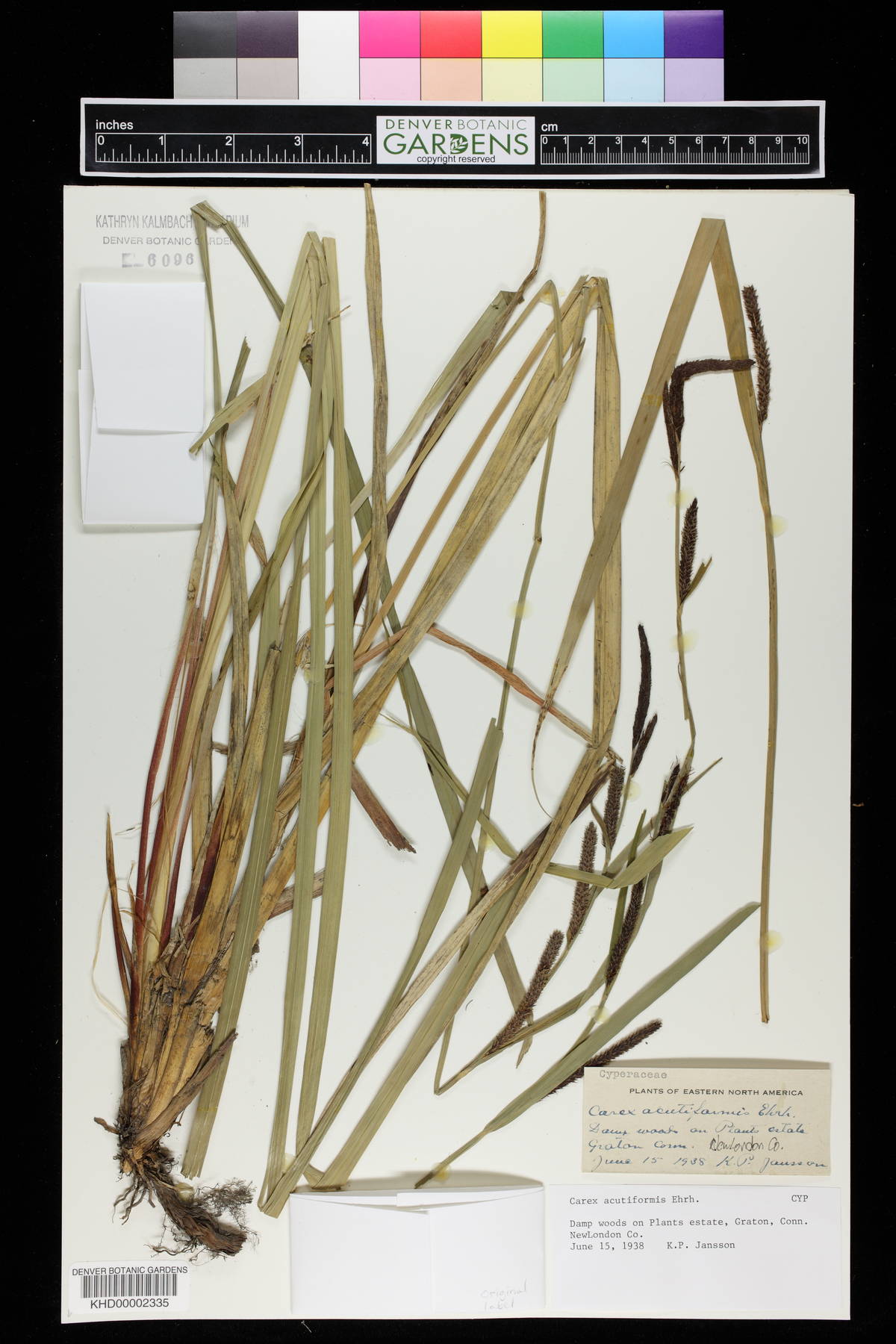 Carex acutiformis image