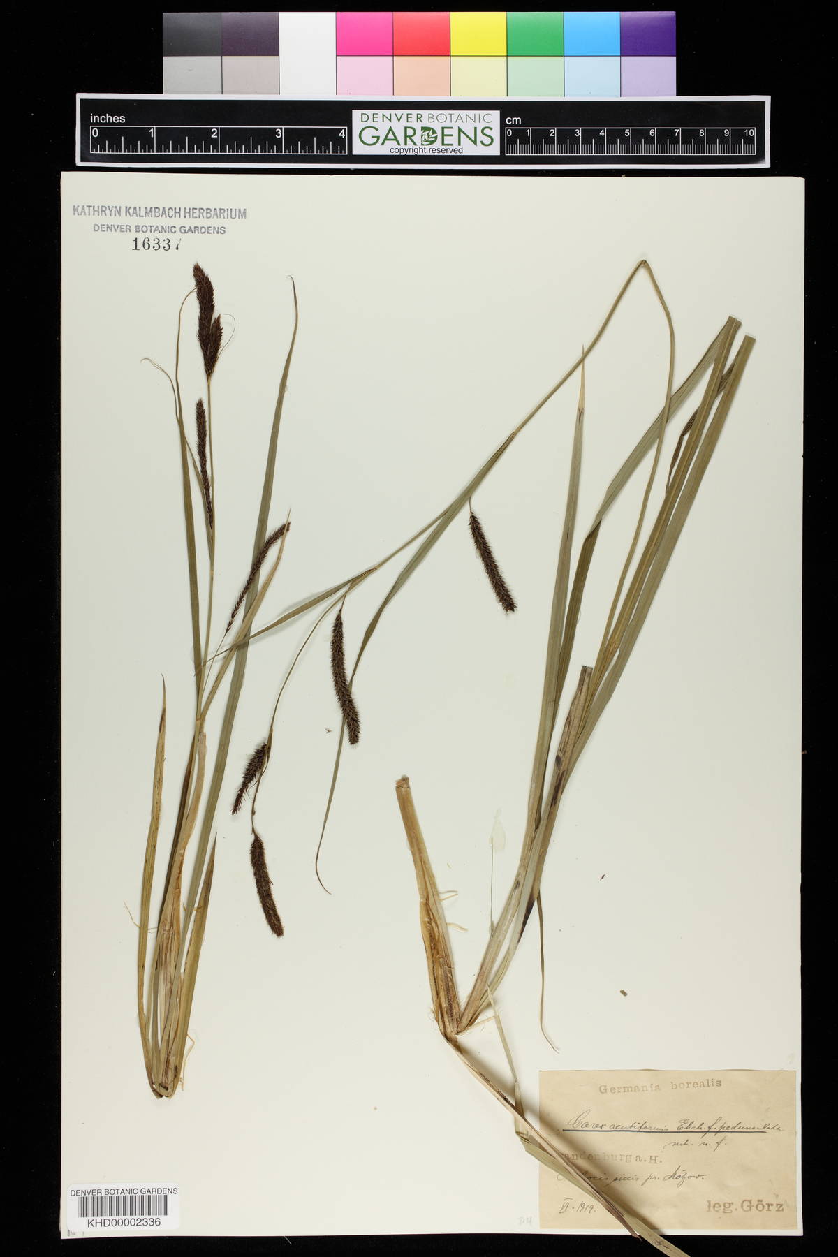 Carex acutiformis image