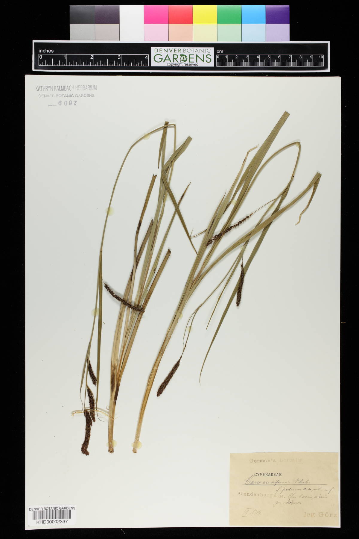 Carex acutiformis image