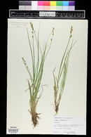 Carex canescens image