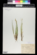 Carex canescens image