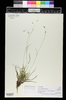 Carex capillaris image