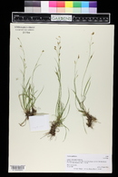 Carex capillaris image