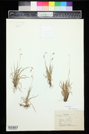 Carex capillaris image