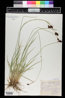 Carex chalciolepis image