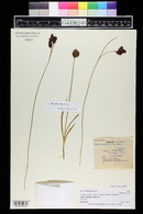 Carex chalciolepis image