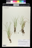 Carex disperma image