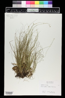 Carex disperma image